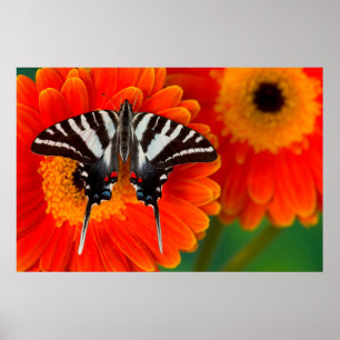 Poster Un papillon Zebra Swallowtail