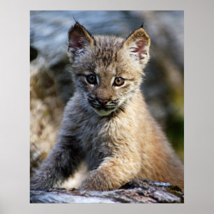 Cadeaux Petit Animal Mignon De Lynx Zazzle Ca