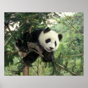 Poster Un petit panda géant grimpe à un arbre, Wolong Val