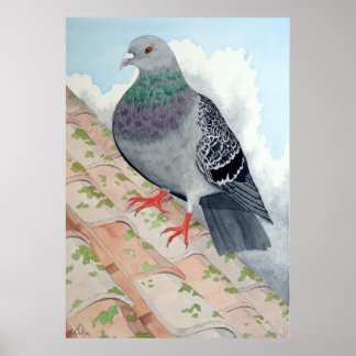 Poster Un pigeon repose sur le toit
