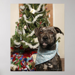 Poster Un pit-bull posant pour un portrait de Noël.