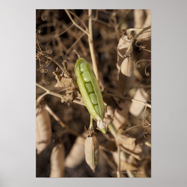 Poster Un Pois Vert Sur Un Plante De Pois Séché (Devant)