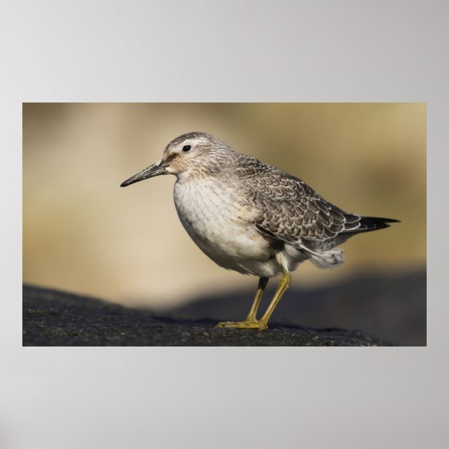 Poster Un Portrait D'Un Noeud (Devant)