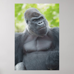 Poster Un regard de Silverback