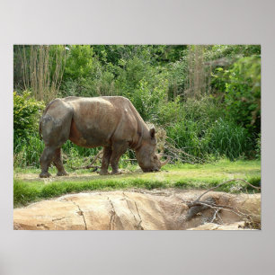 Poster Un rhino