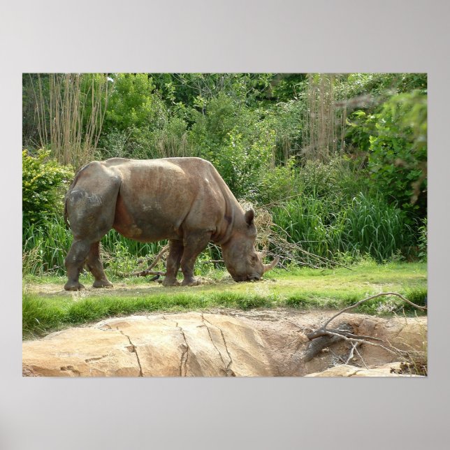 Poster Un rhino (Devant)