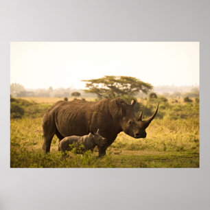 Poster Un Rhino avec son bébé