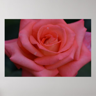 Poster Un Rose Par Tout Autre Nom