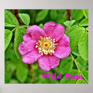 Poster Un Rose sauvage
