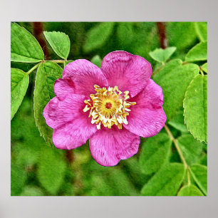 Poster Un Rose sauvage