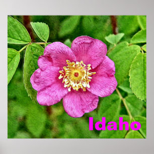 Poster Un Rose sauvage - Idaho