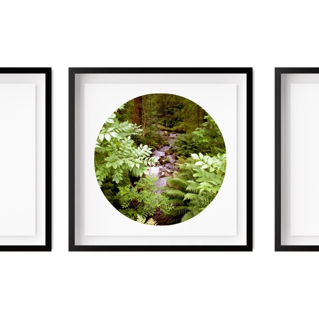 Poster Un ruisseau dans une forêt de fougères Photographi (Créateur téléchargé)