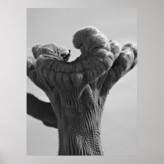 Poster Un Saguaro Cactus rare