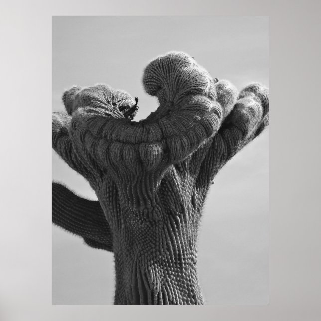 Poster Un Saguaro Cactus rare (Devant)