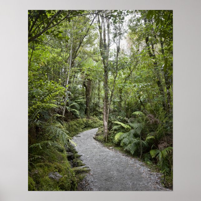 Poster Un sentier à travers une forêt tropicale au pied d (Devant)