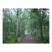 Un sentier forestier de Sherwood
