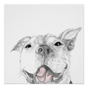 Poster Un sourire de Pit Bull