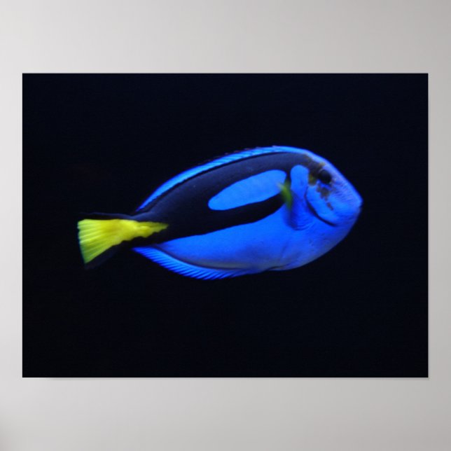 Poster Un Tang de Regal Blue (Devant)
