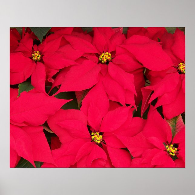 Poster Un tas de Poinsettias de Noël aux couleurs vives (Devant)