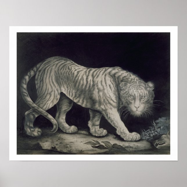 Poster Un tigre à ressort (crayon sur papier) (Devant)