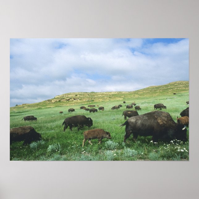 Poster Un troupeau de bisons broutent l'herbe de prairie  (Devant)