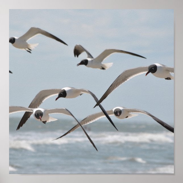 Poster Un troupeau de mouettes de plage s'envole près de  (Devant)