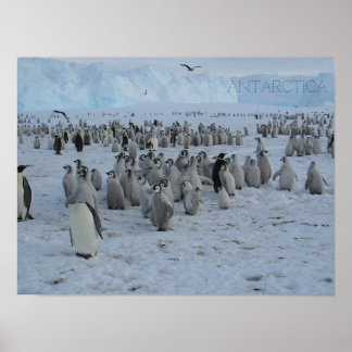 Poster Un troupeau de Pingains en Antarctique, pho