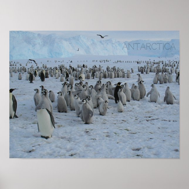 Poster Un troupeau de Pingains en Antarctique, pho (Devant)
