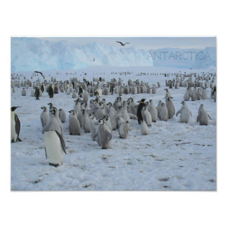 Poster Un troupeau de Pingains en Antarctique, pho