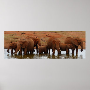 Poster Un troupeau d'éléphants à un trou d'eau