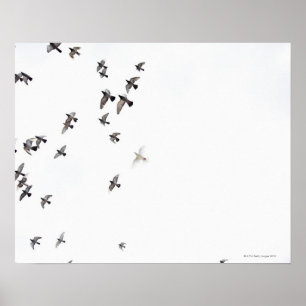 Poster Un troupeau d'oiseaux vole vers le ciel