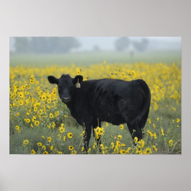 Poster Un veau au milieu des tournesols du Nebraska (Devant)