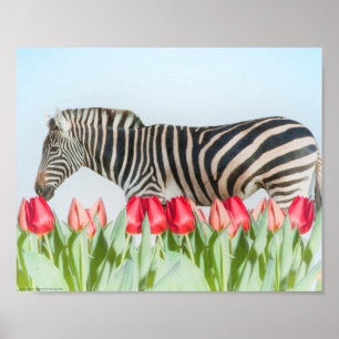 Poster Un zèbre parmi les tulipes