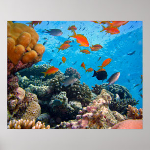 Poster Underwater Scene