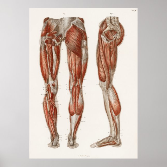 Poster Une antique des muscles des jambes et des pieds (Devant)