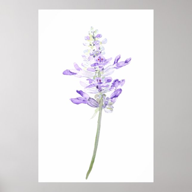 Poster une aquarelle violette de lavande (Devant)
