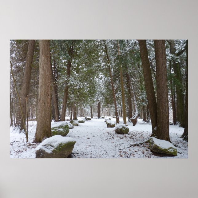 Poster Une balade dans les bois (Devant)