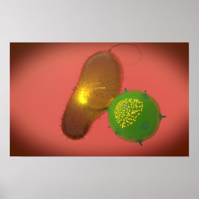 Poster Une Cellule Tueuse Naturelle Injecte La Toxine (Devant)