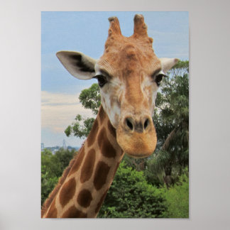 Poster Une charmante girafe