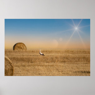 Poster Une cigogne blanche