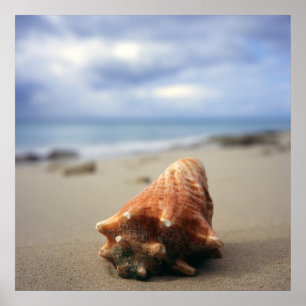 Poster Une conque Shell sur le St Croix, Usvi de la plage
