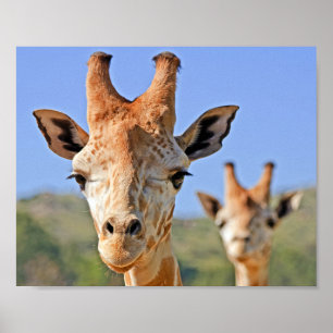 Poster Une douce girafe face à un ciel bleu