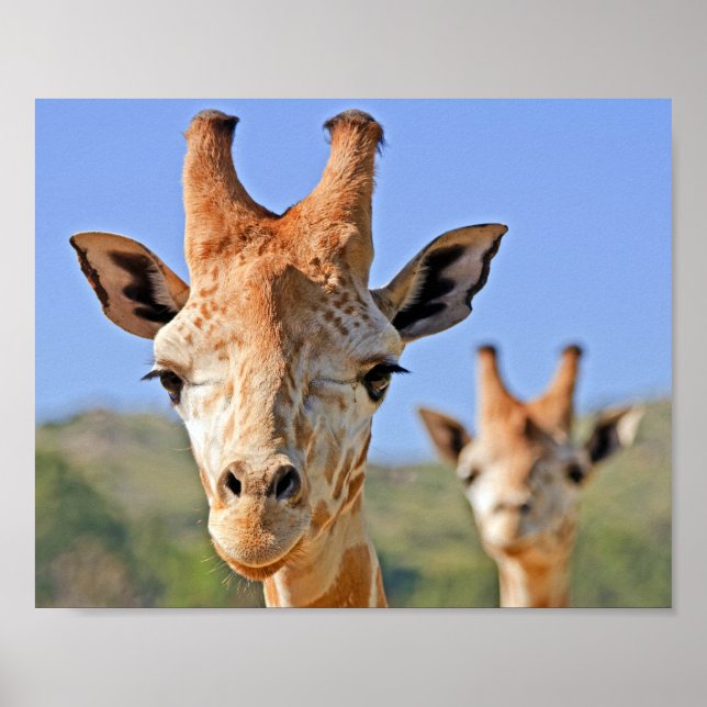 Poster Une douce girafe face à un ciel bleu (Devant)