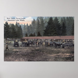 Poster Une équipe de Mule au Camp Lewis