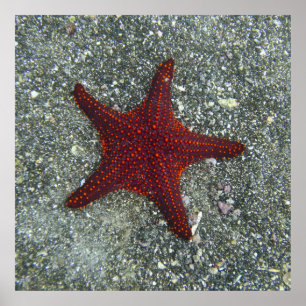 Poster Une étoile de mer rouge Galapagos, Equador