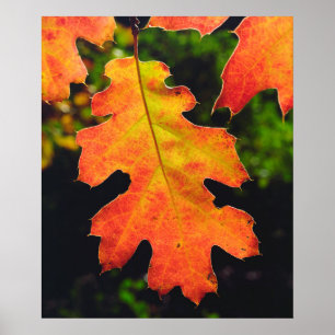 Poster Une feuille de chêne dans la forêt nationale de Si
