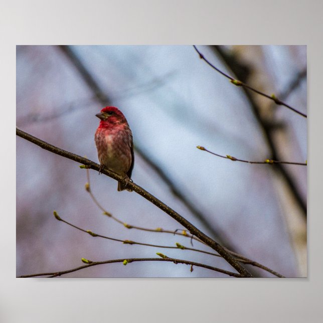 POSTER UNE FINCHE PURPLE DANS IMPRIMER MAINE 10 X 8 ARCHI (Devant)