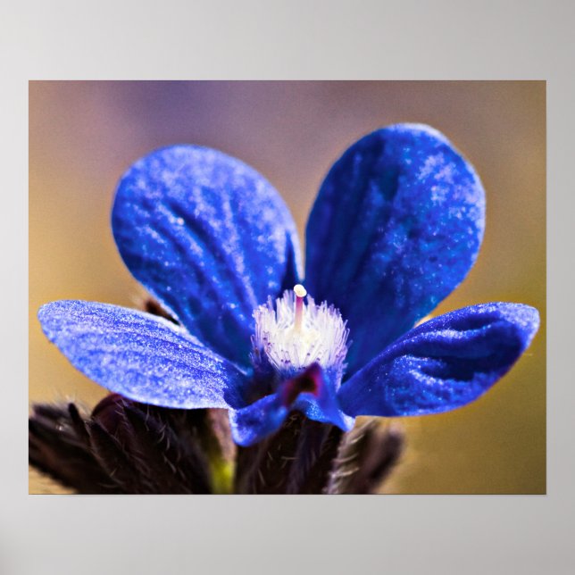 Poster Une fleur bleue (Devant)