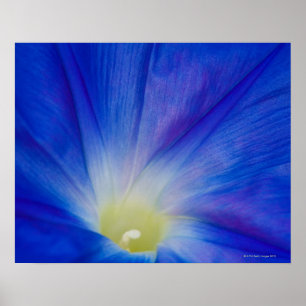 Poster Une fleur glacée bleue du matin