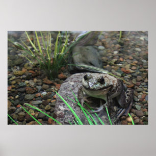 Poster Une grenouille heureuse
